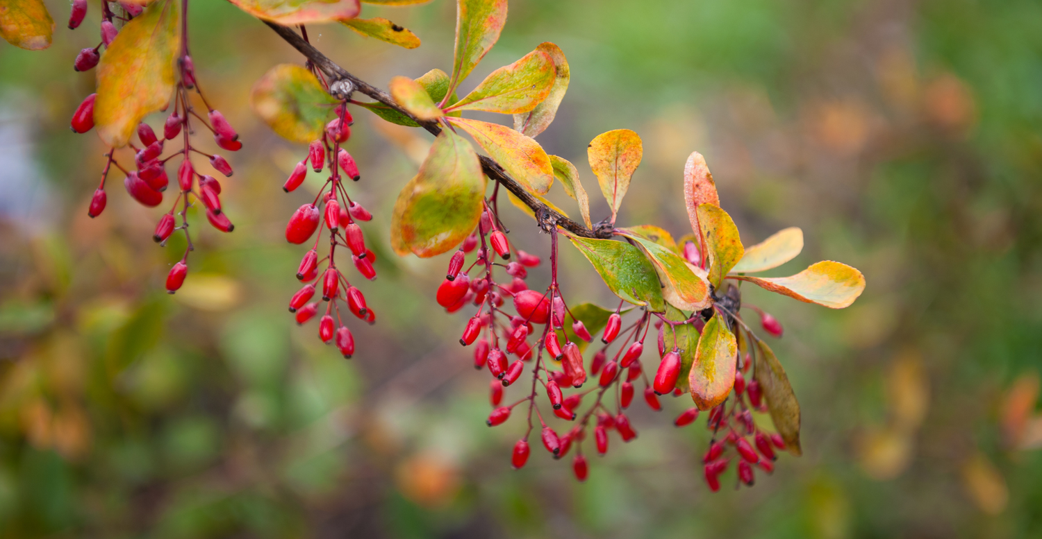 Unlocking the Power of Berberine: Nature's 'Ozempic' Supplement Explained